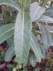 Pterocaulon balansae