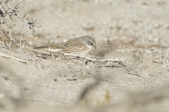 Artemisiospiza nevadensis