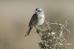 Artemisiospiza nevadensis