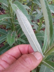 Pterocaulon balansae