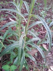 Pterocaulon virgatum