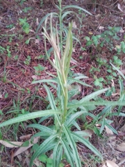 Pterocaulon virgatum