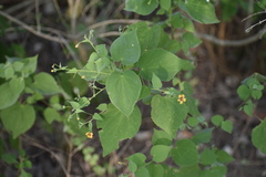 Abutilon trisulcatum
