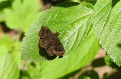 Staphylus ascalon