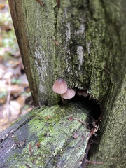 Mycena bulliformis