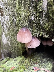 Mycena bulliformis