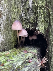 Mycena bulliformis