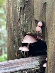 Mycena bulliformis