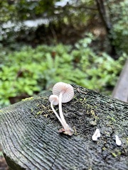 Mycena bulliformis