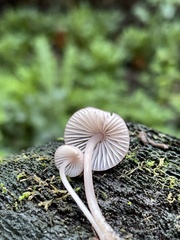 Mycena bulliformis