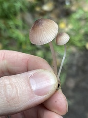 Mycena bulliformis