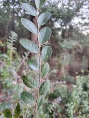 Loropetalum chinense