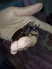 Xylotrupes gideon