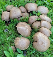 Xerocomellus diffractus