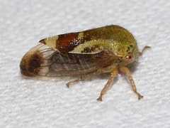 Ophiderma evelyna