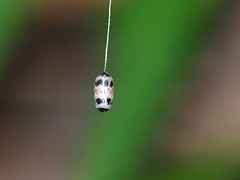 Campopleginae