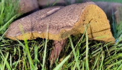 Xerocomellus diffractus