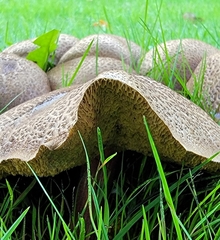 Xerocomellus diffractus