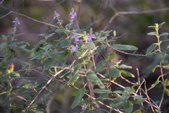 Aloysia macrostachya