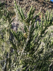 Mortonia scabrella