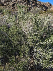 Mortonia scabrella