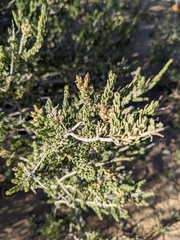 Mortonia scabrella
