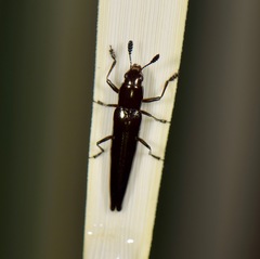 Languriinae