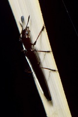 Languriinae