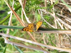 Lycaena 'canterbury common copper'