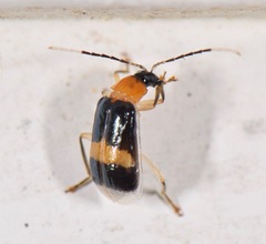 Diabrotica josephbalyi