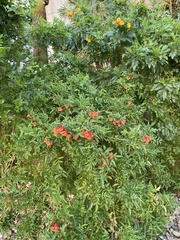 Tecoma