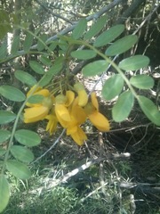 Sophora chrysophylla
