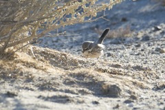 Artemisiospiza nevadensis