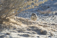 Artemisiospiza nevadensis
