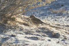 Artemisiospiza nevadensis