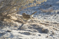 Artemisiospiza nevadensis