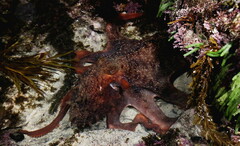 Macroctopus maorum