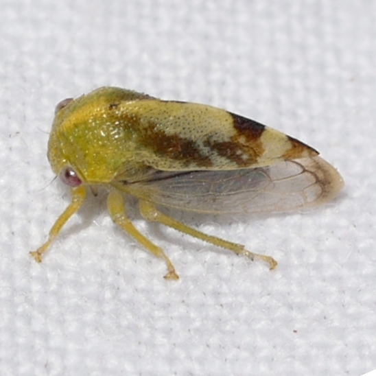 Atymna helena