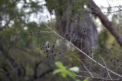 Cephalanthus salicifolius