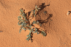 Astragalus zionis