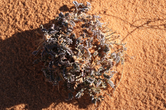 Eriogonum ovalifolium