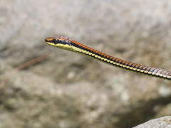 Dendrelaphis philippinensis