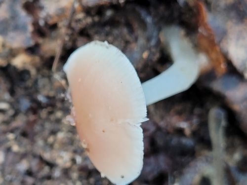 Mycena pura — no rights reserved