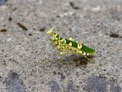 Creobroter meleagris