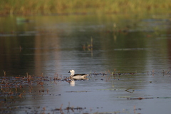 Nettapus coromandelianus