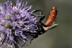 Cylindromyia bicolor