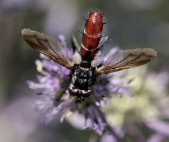Cylindromyia bicolor