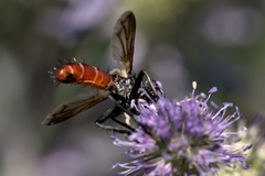 Cylindromyia bicolor