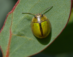 Paropsisterna hectica
