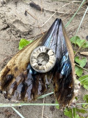 Cymatiidae